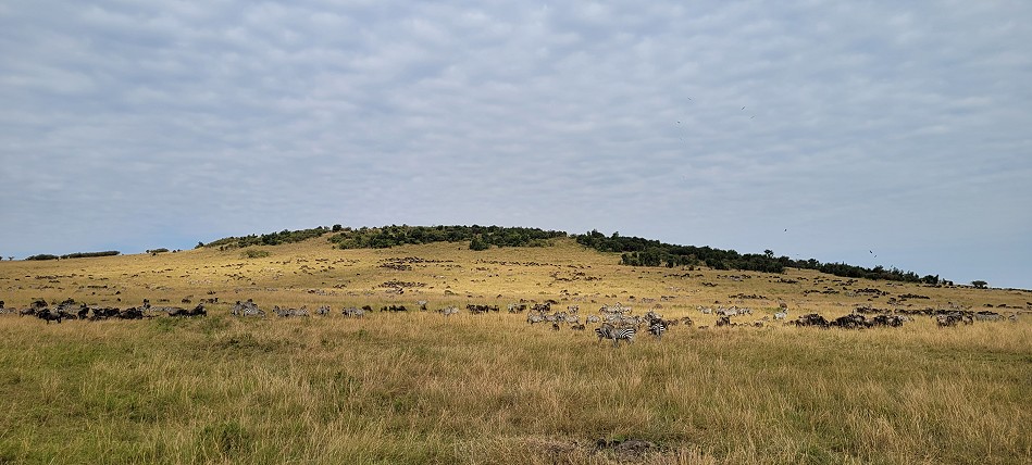 Lookout Hill, Masai Mara Migration September 2023