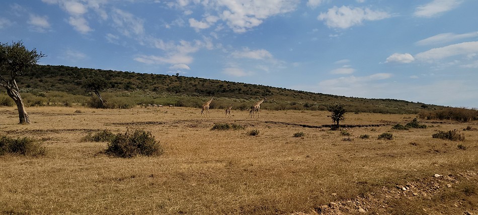 Masai Giraffen und Steppenzebras