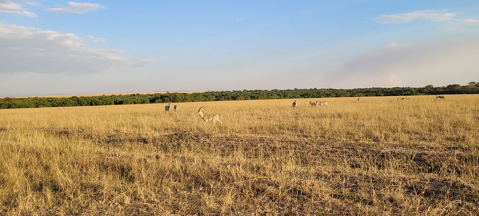 Auf Pirschfahrt in der Masai Mara