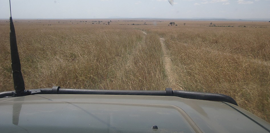 Auf Löwen Pirsch in der Maai Mara
