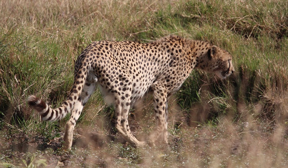 Oloti, Geparden Männchen in der Masai Mara