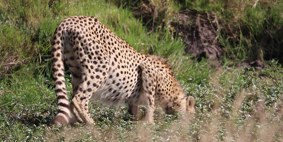 Oloti, Geparden Männchen in der Masai Mara