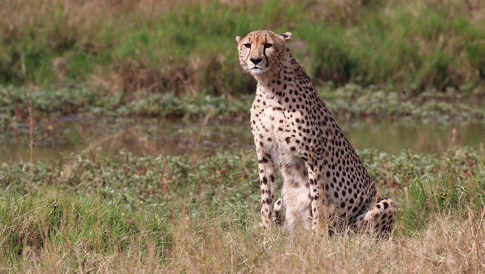 Oloti, Geparden Männchen in der Masai Mara