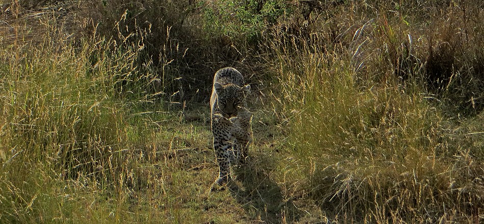 Bahati - Leopardin in der Masai Mara