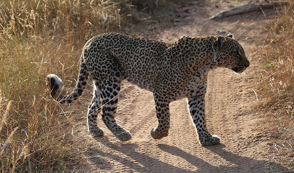 Bahati - Leopardin in der Masai Mara