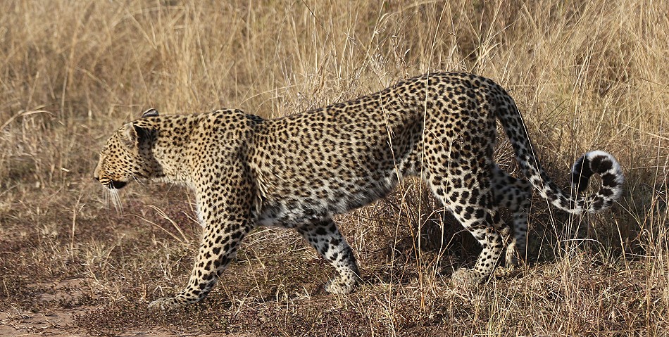 Bahati - Leopardin in der Masai Mara