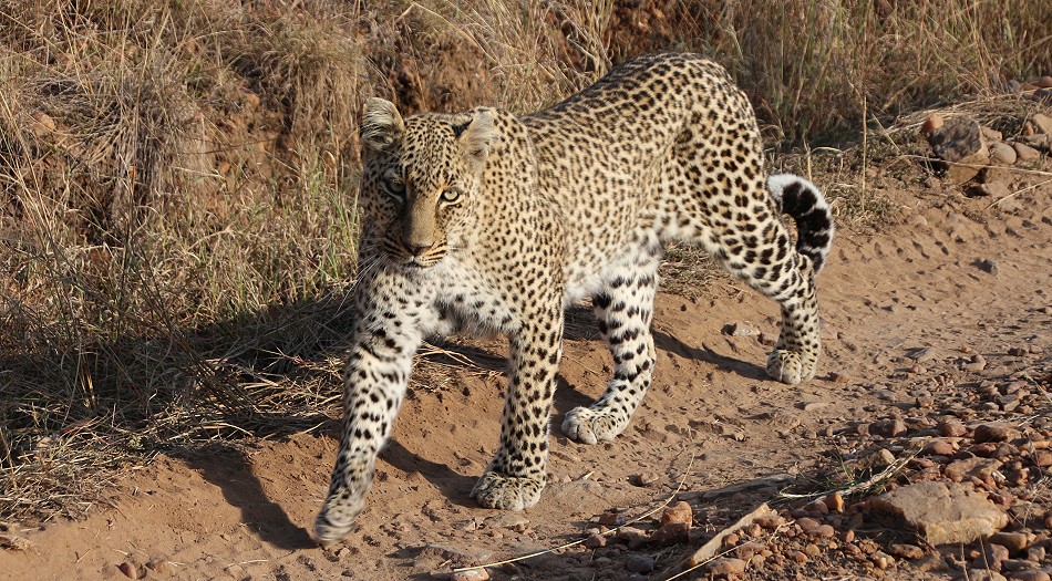 Bahati - Leopardin in der Masai Mara