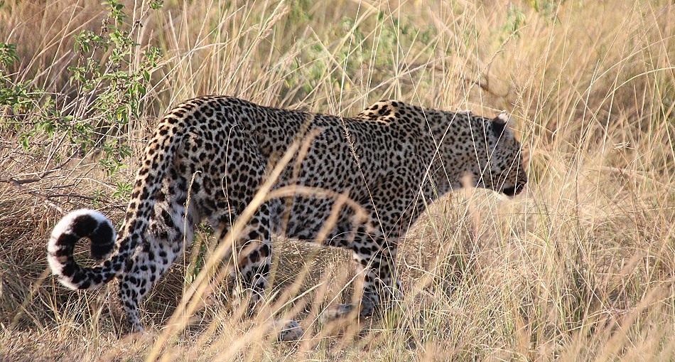 Bahati - Leopardin in der Masai Mara