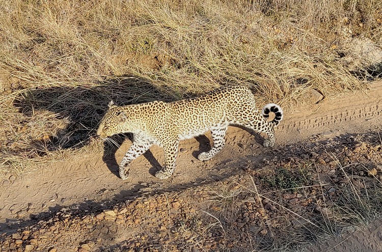 Bahati - Leopardin in der Masai Mara