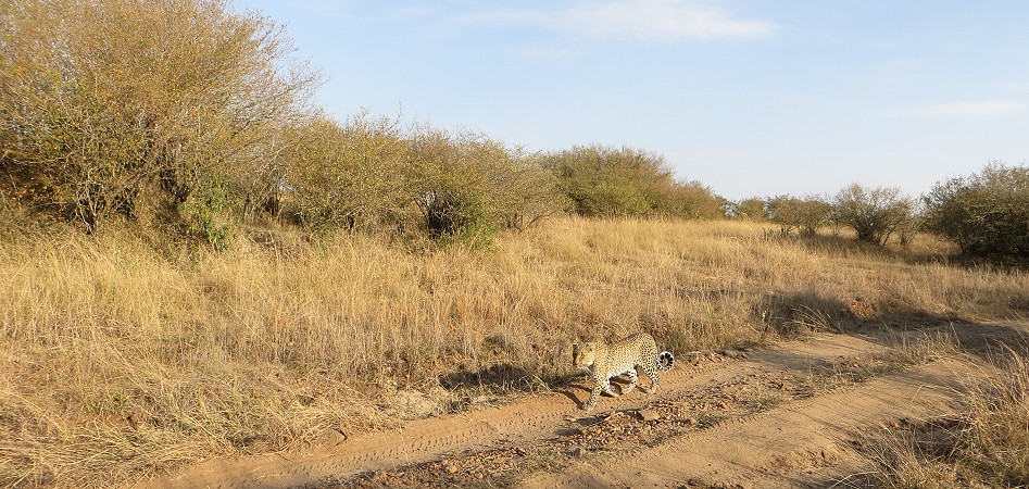Bahati - Leopardin in der Masai Mara