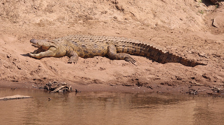 Nilkrokodil am Mara River