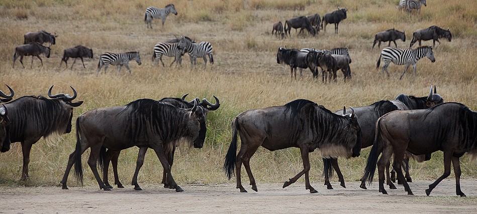 Gnus und Zebras am mara Fluss