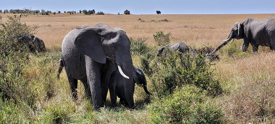 Elefant