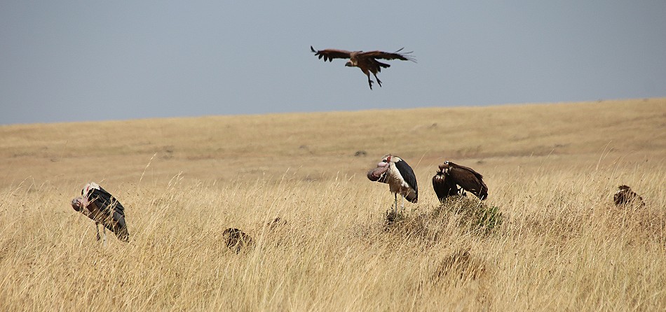 Geier in der Maai Mara
