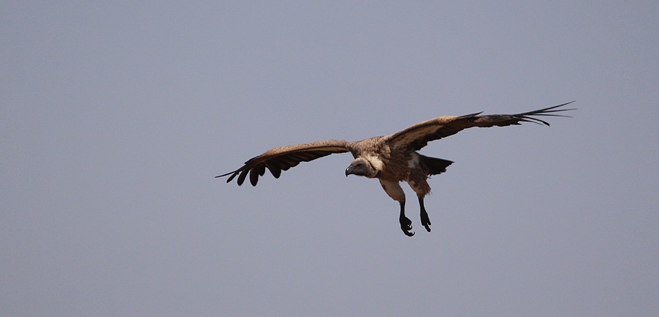 Geier in der Maai Mara