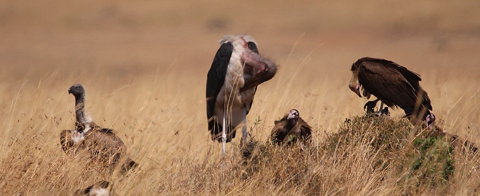 Geier und Marabus in der Maai Mara