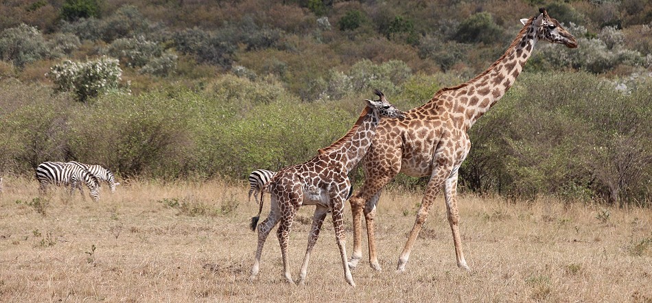 Masai Giraffen und Steppenzebras