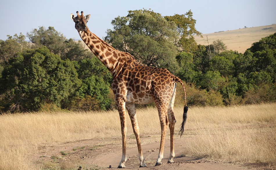 Masai Giraffen beim Bushfrühstück