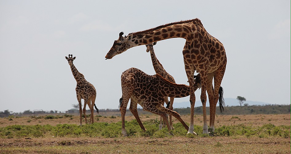 Masai Giraffe säugt Jungtier