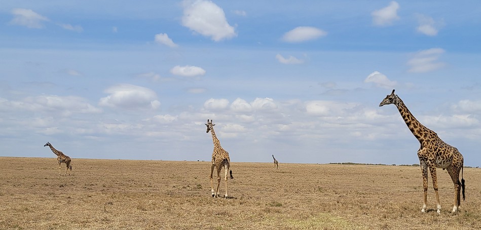 Masai Giraffen