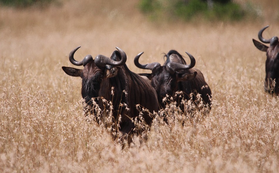 Weissbartgnus in der Masai Mara