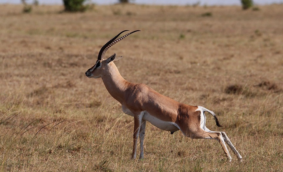 Grantgazellen Bock