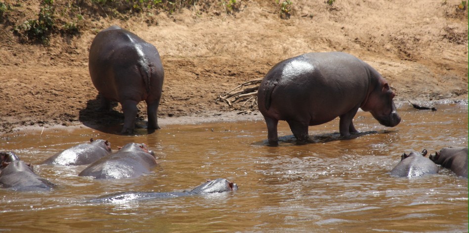 Flusspferde im Mara River
