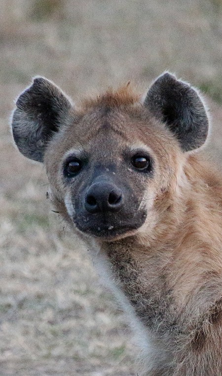 Tüpfelhyänen in der Masai Mara