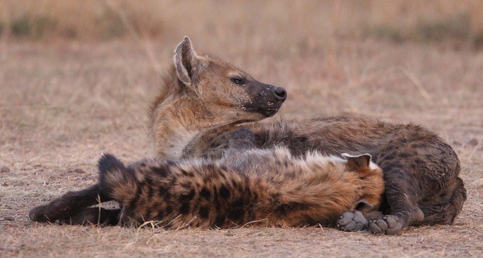 Tüpfelhyänen in der Masai Mara