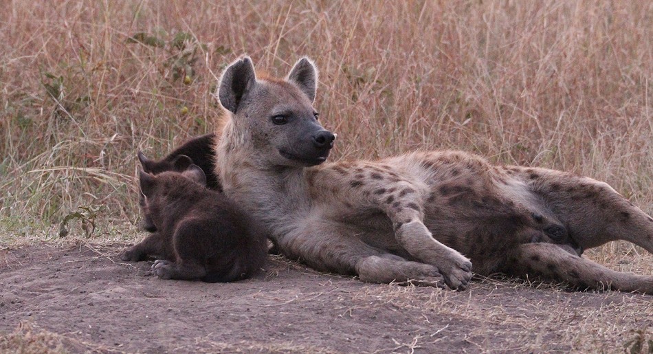 Tüpfelhyänen in der Masai Mara