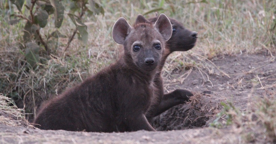 Tüpfelhyänen in der Masai Mara