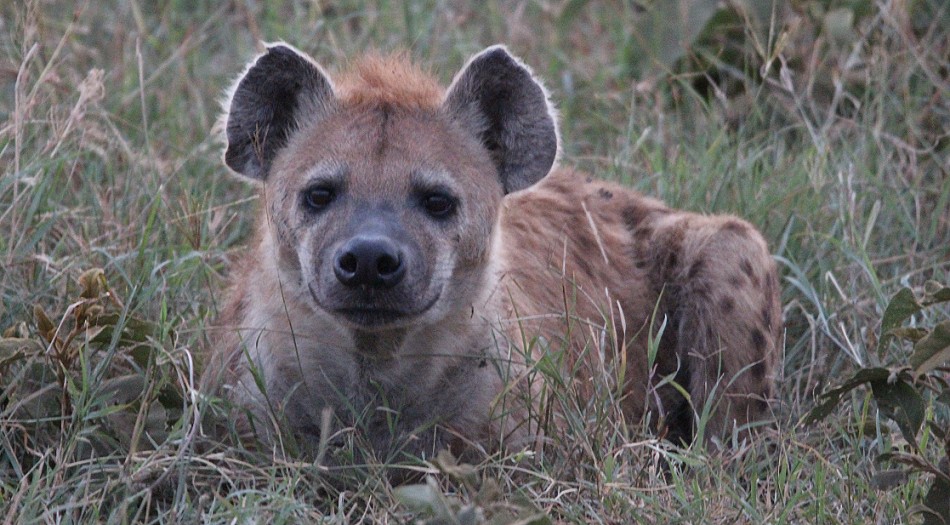 Tüpfelhyänen in der Masai Mara