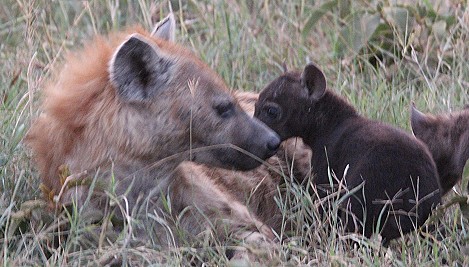 Tüpfelhyänen in der Masai Mara