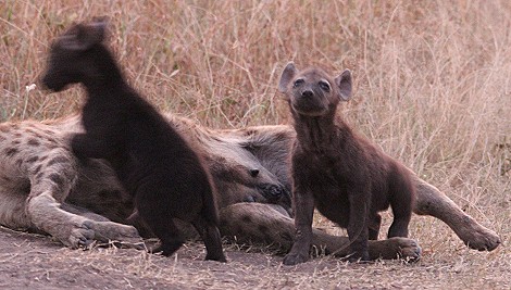 Tüpfelhyänen in der Masai Mara
