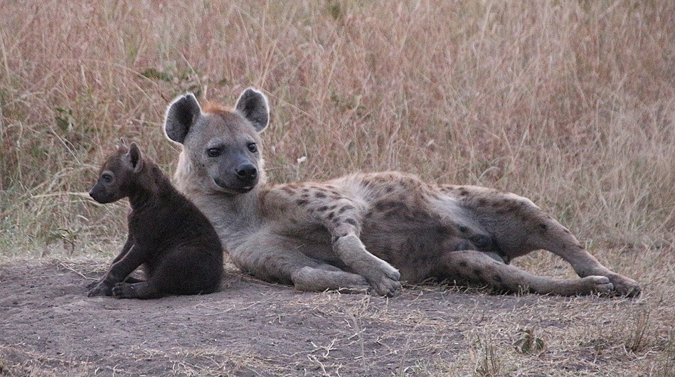 Auf Pirschfahrt in der Masai Mara