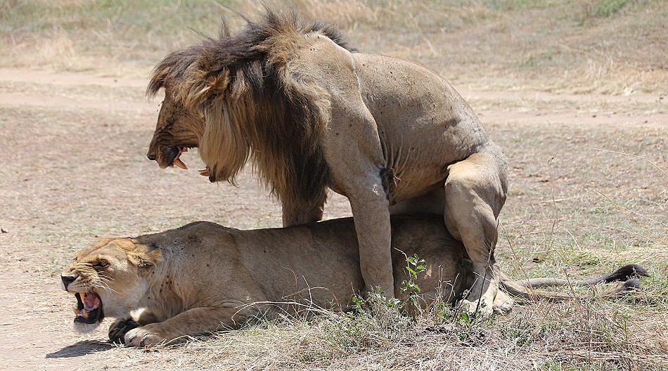 Löwen Paarung, Männchen Lornkulup