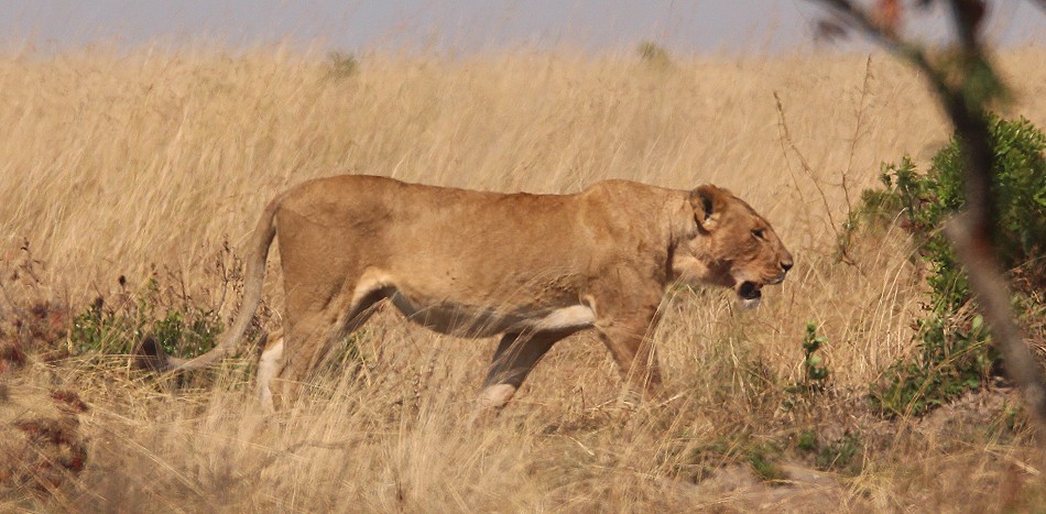 Löwen vom Rongai Rudel, Masai Mara