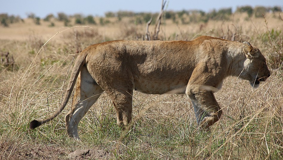 Löwen Weibchen vom Rongai Löwenrudel