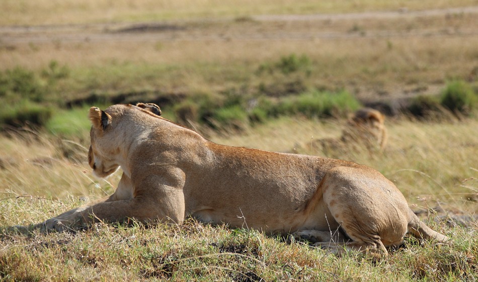 Löwin in der Masai Mara, Topi Rudel