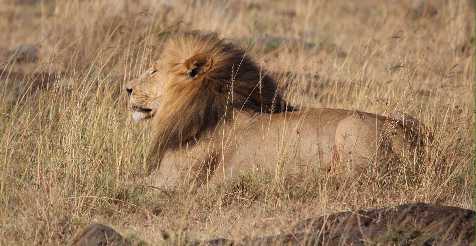 Löwen Pascha in der Masai Mara, Topi Rudel