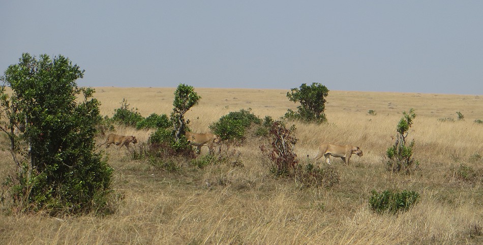 Löwen vom Rongai Rudel, Masai Mara