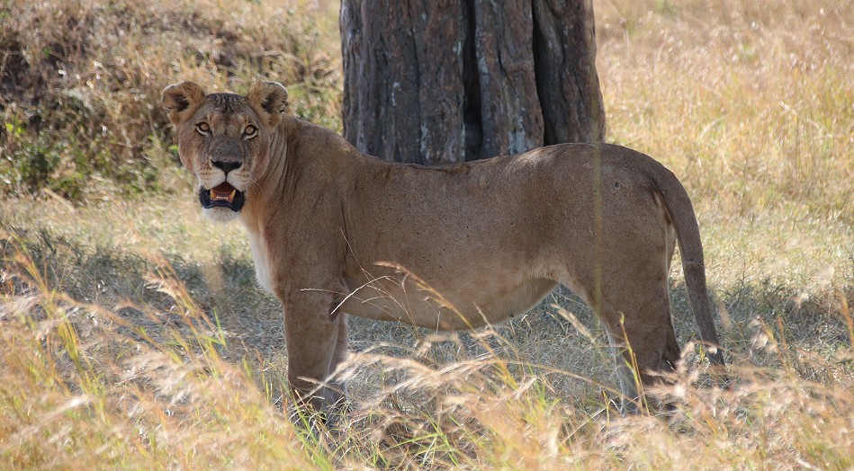Löwen vom Rongai Rudel, Masai Mara