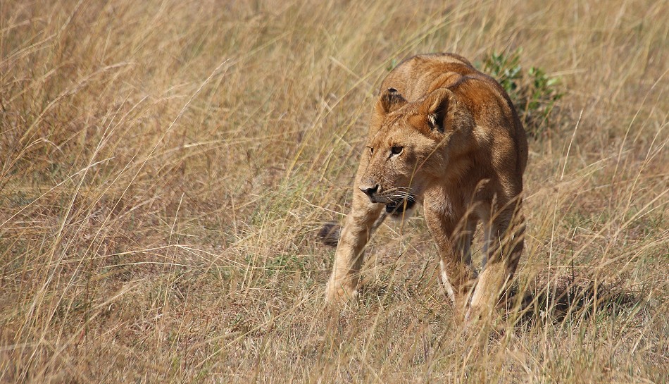 Löwen vom Rongai Rudel, Masai Mara