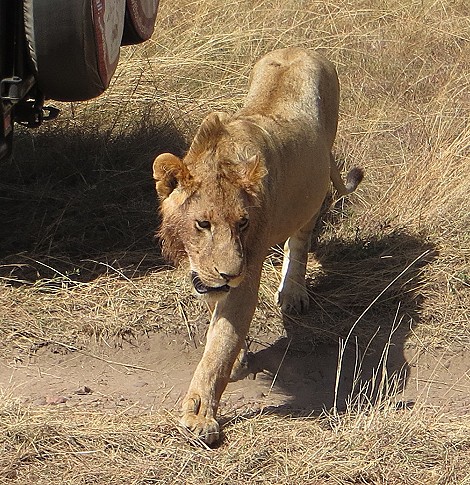 Löwen vom Rongai Rudel, Masai Mara