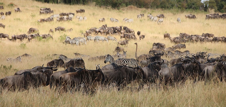 Lookout Hill, Masai Mara Migration September 2023