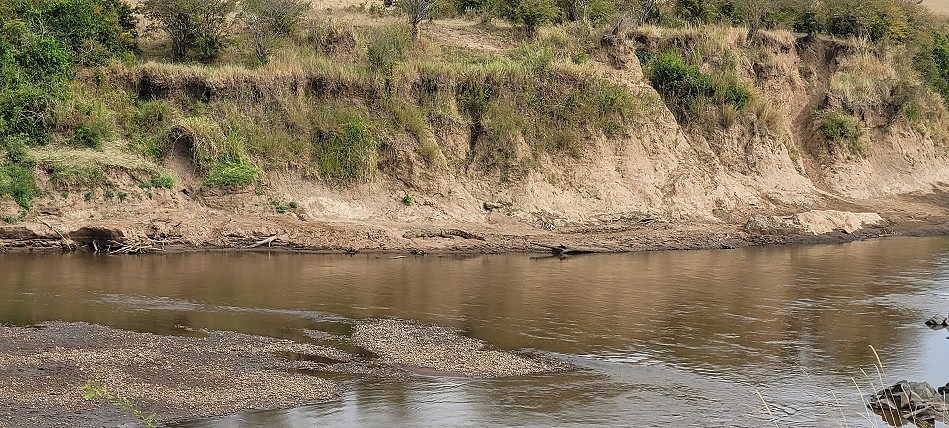 Nilkrokodil am Mara River