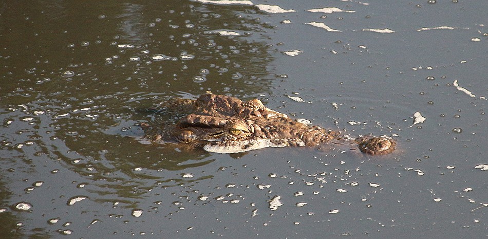 Nilkrokodil im Ol Are Orok