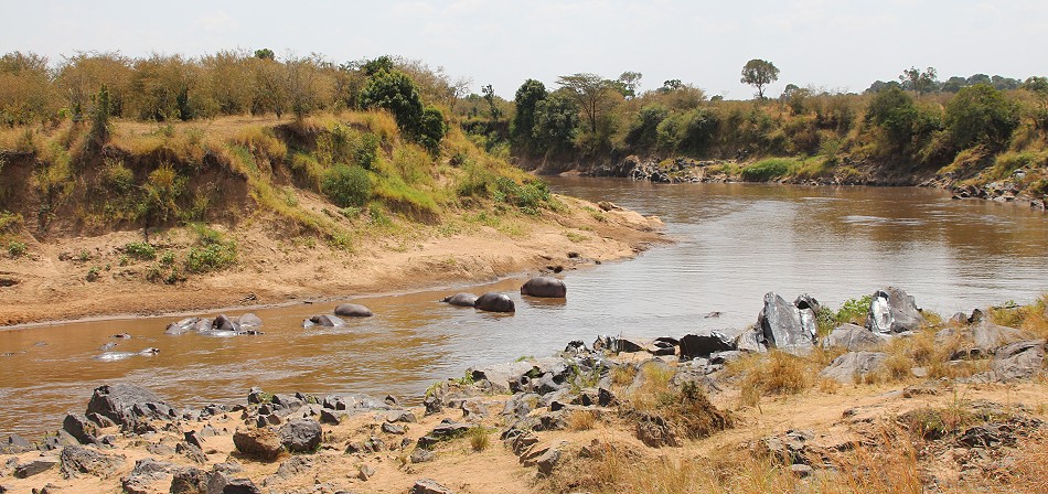 Flusspferde im Mara River