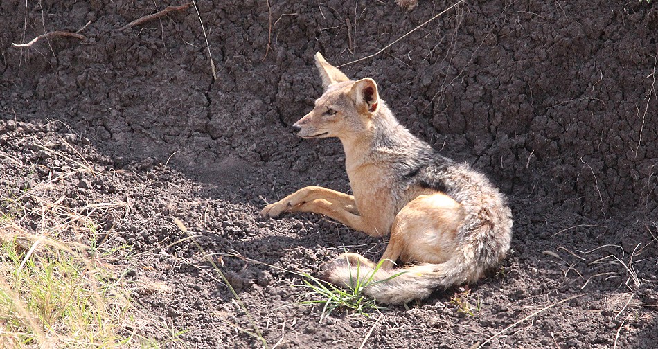 Schabrackenschakal in der Masai Mara