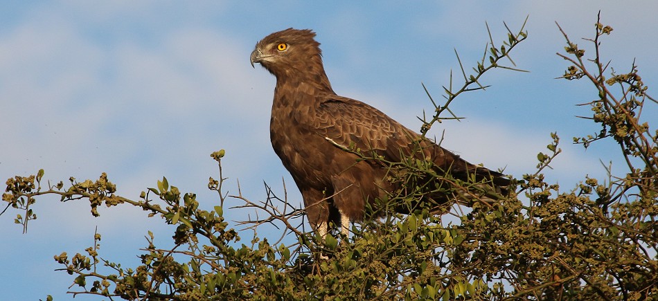 Brauner Schlangenadler